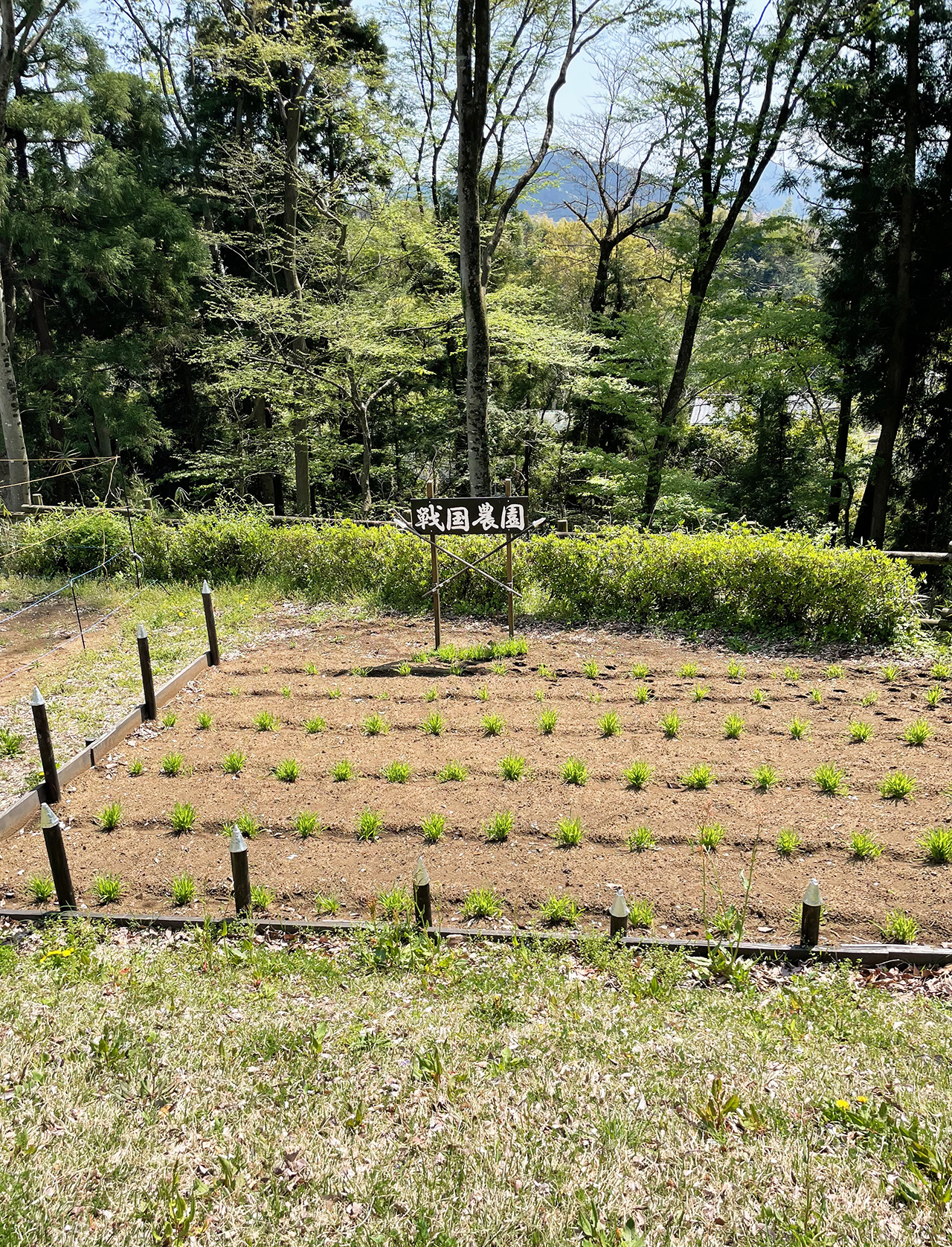 津久井湖城山公園の戦国農園