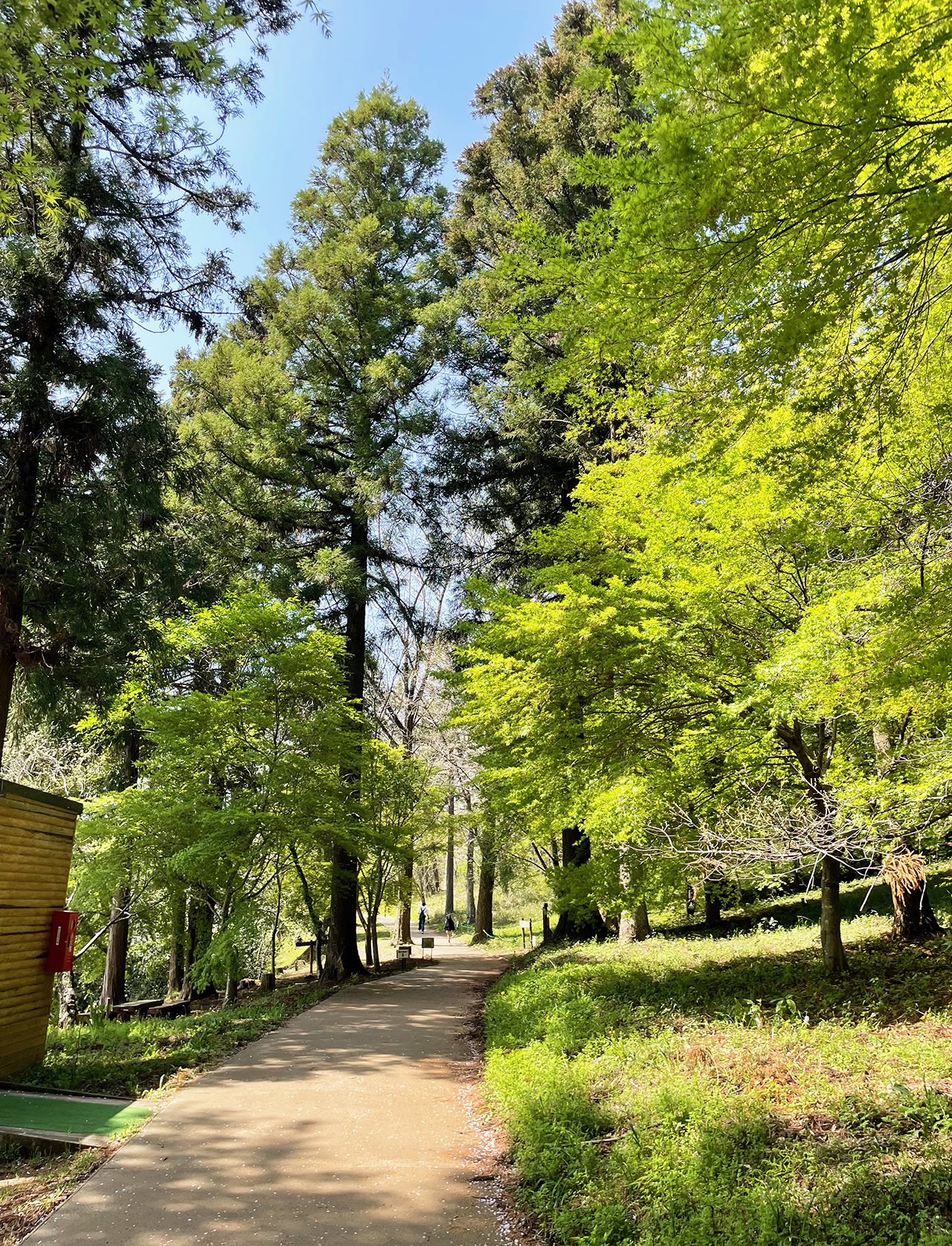 津久井湖城山公園のカエデ道を散策