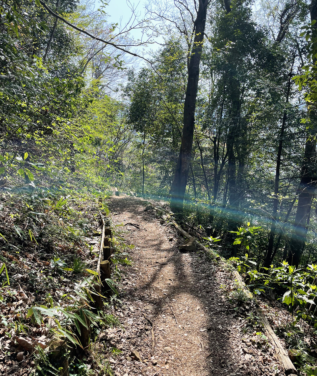 津久井湖城山公園城山の女坂